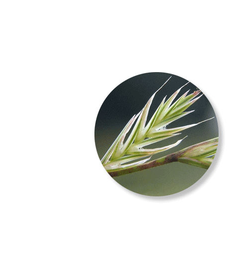 HIGHLIGHTS: Recent Publications in the Field of Natural Polymers