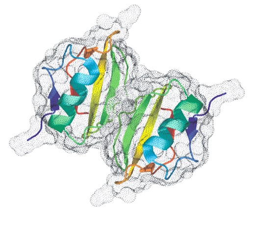 Protein Dimer