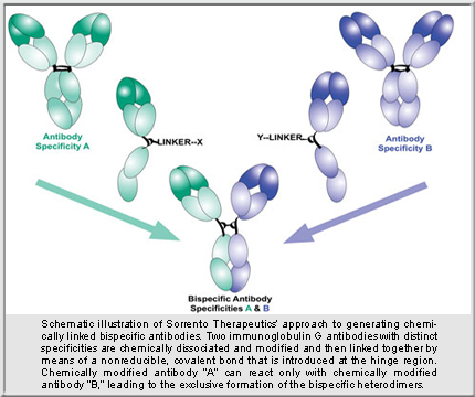 Sorrento Therapeutics Bispecific Antibody
