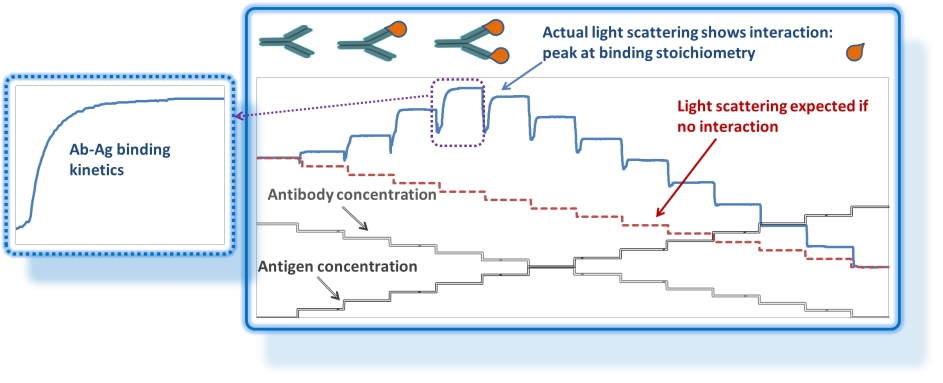 CG-MALS works by mixing different compositions of samples and diluents, then measuring the weight-average molar mass of the solution at each composition step. Binding kinetics are often apparent.